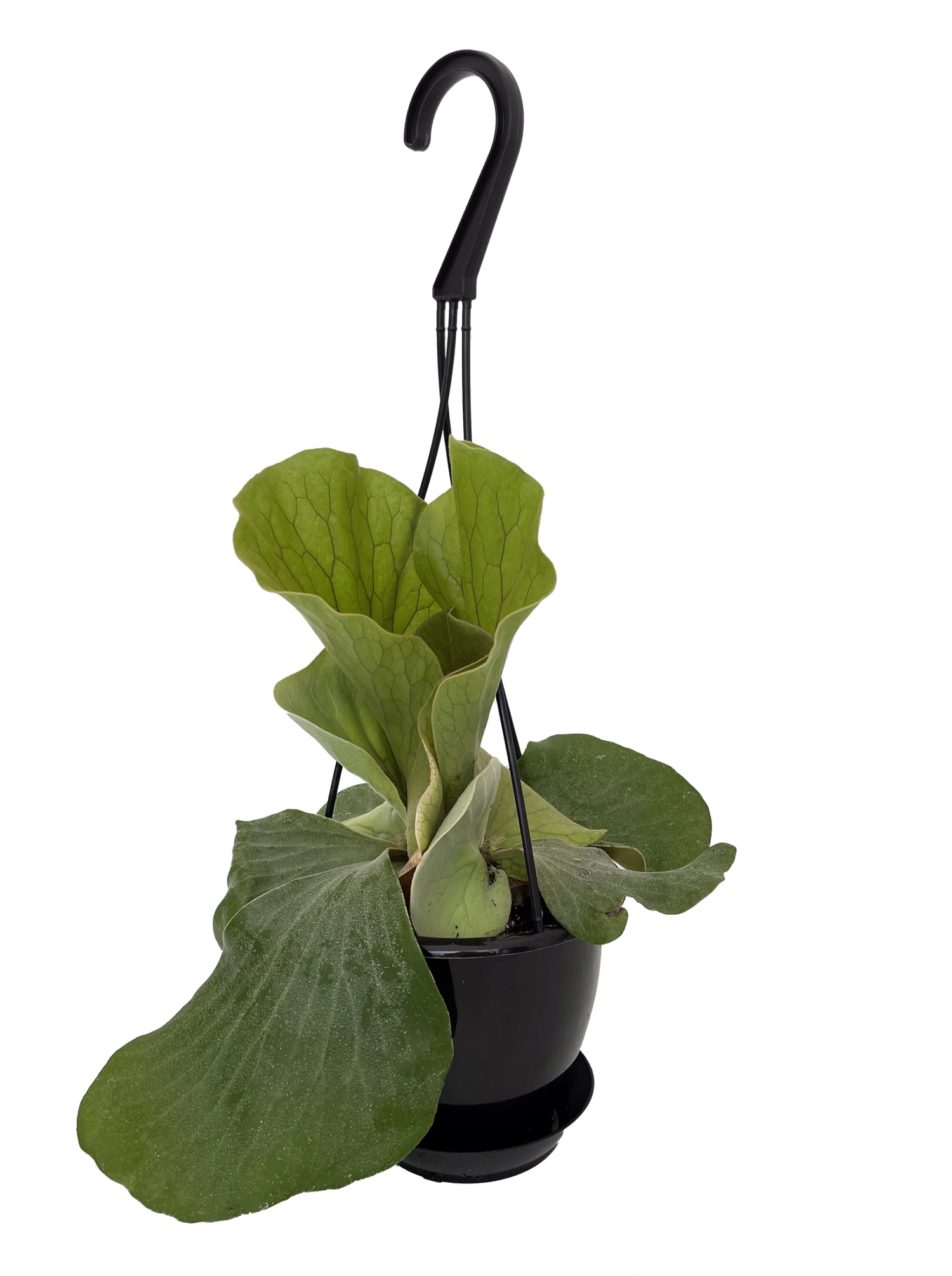 Angola Staghorn Fern - Platycerium Elephantotis - 4.5" Black Hanging Basket - Image 2