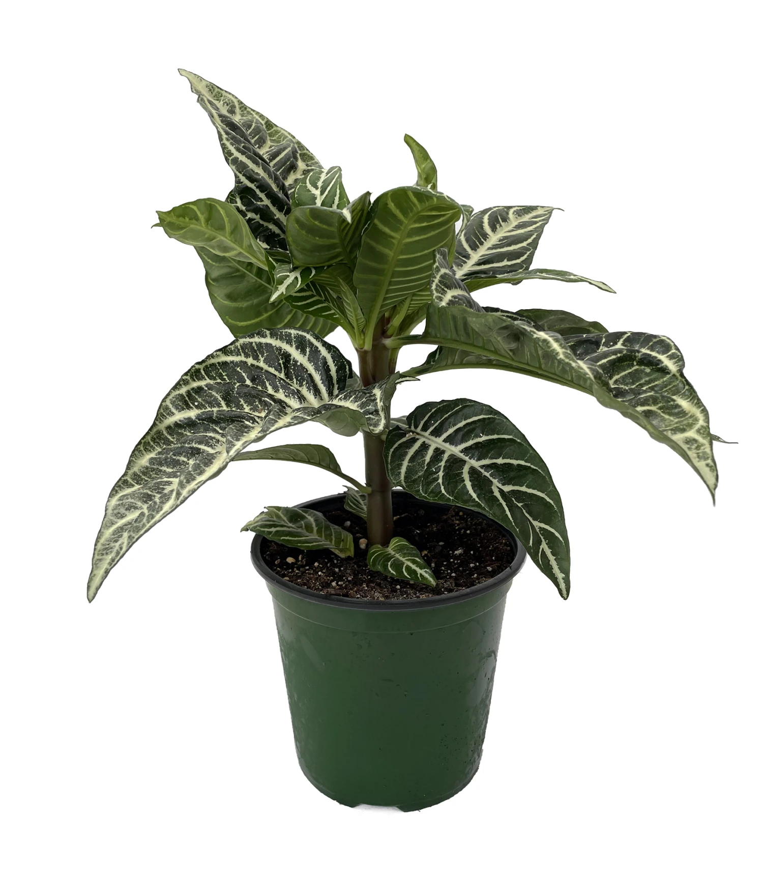 Aphelandra Zebra Plant - Exotic & Unusual House Plant - 6" Pot - Image 2