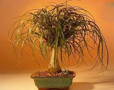 Guatemalan Red Ponytail Palm - Stump - Beaucarnea - 4" Pot - Collector's Series - Image 5