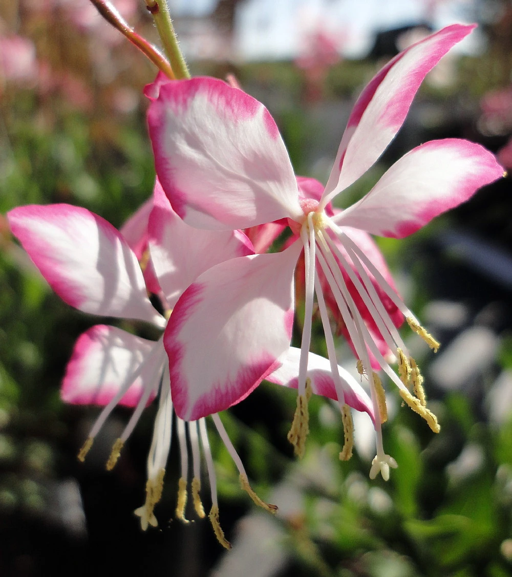 Rosy Jane Whirling Butterflies Perennial - Gaura - Live Plant - Quart Pot - Image 3