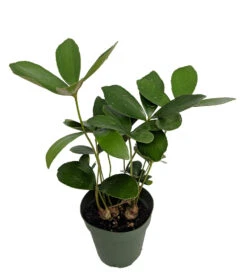 Rare Dinosaur Cardboard Palm - Zamia Furfuracea - 4" Pot - Living Fossil Plant