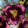 Rainbow Rhythm® Storm Shelter Daylily - Hemerocallis - Gallon Pot -Proven Winners