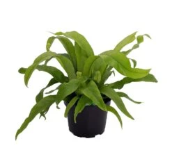 Japanese Bird's Nest Fern - 6" Pot - Asplenium - Easy To Grow Houseplant
