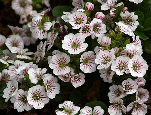 Babies Breath Mouse Ear - Gypsophila Cerastioides - Quart Pot - Image 5