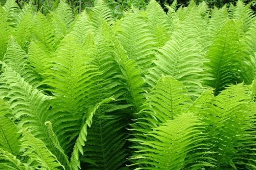 The King Hardy Ostrich Fern - Matteuccia - Up To 8 Feet Tall! - Gallon Pot - Image 2