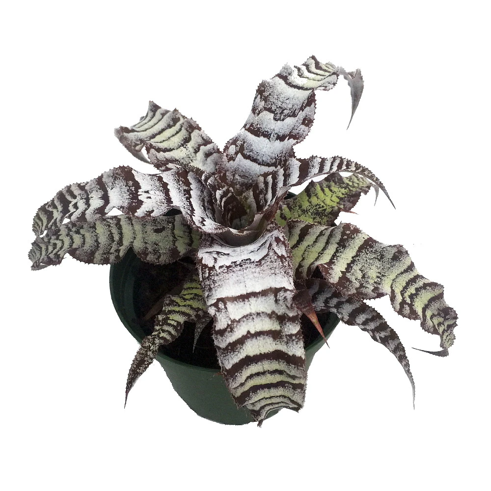 Absolute Zero Earth Star Plant - Cryptanthus - Easy To Grow - 5" Pot