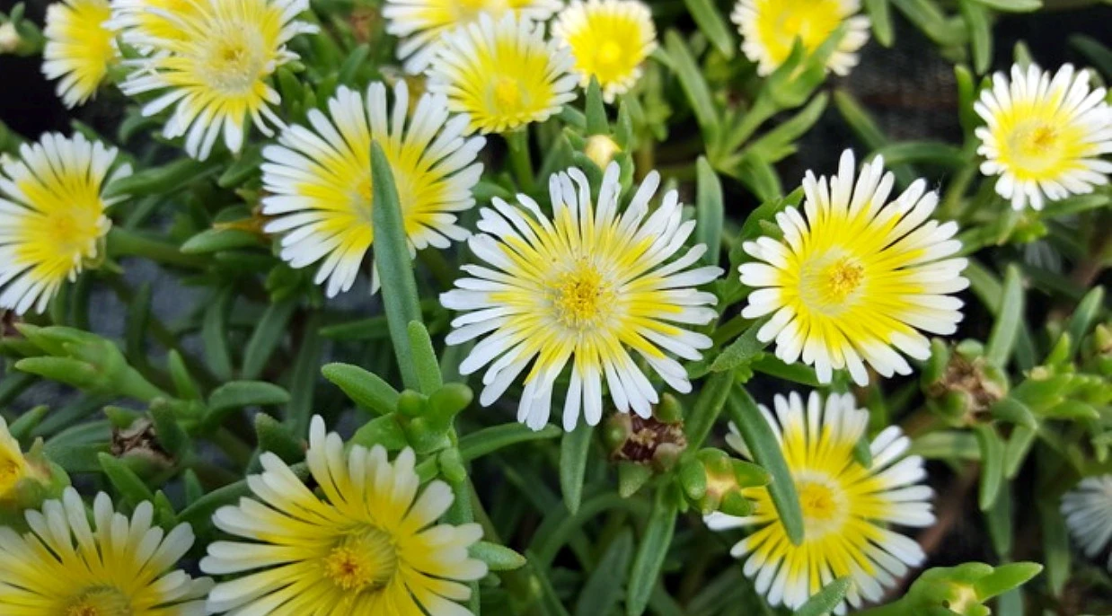 Delosperma WOW (Wheels Of Wonder) Limoncello Ice Plant - Live Plant - Quart Pot