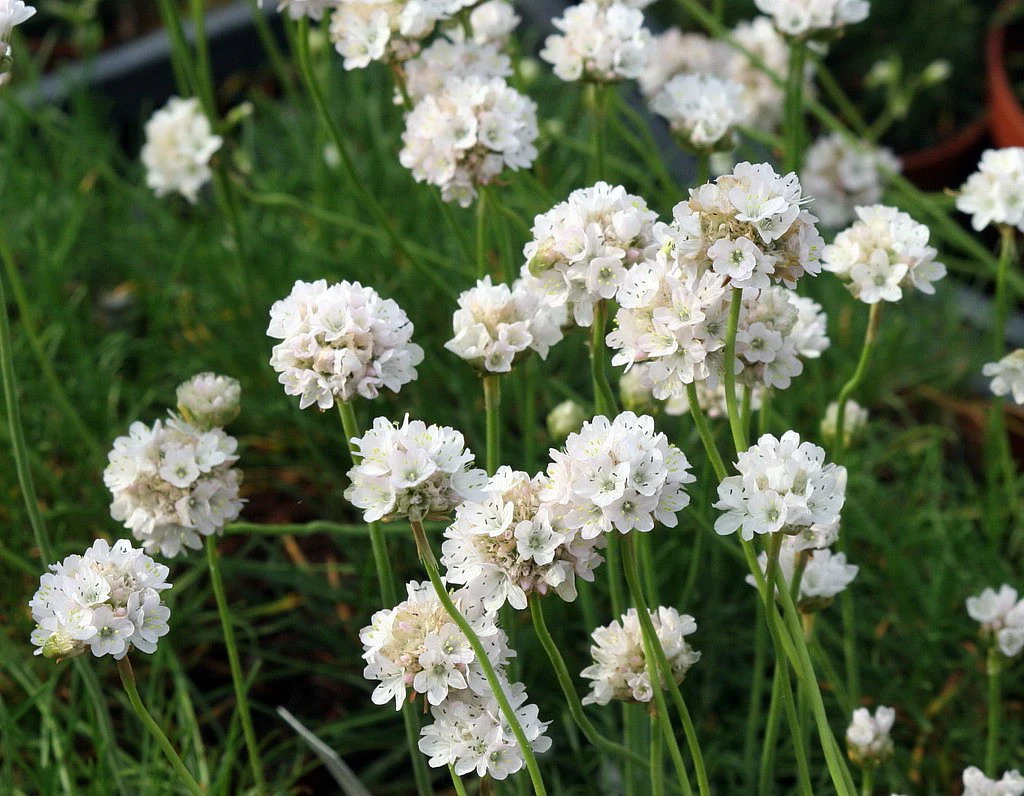 White Sea Thrift Perennial - Armeria Alba - Quart Pot - Image 2