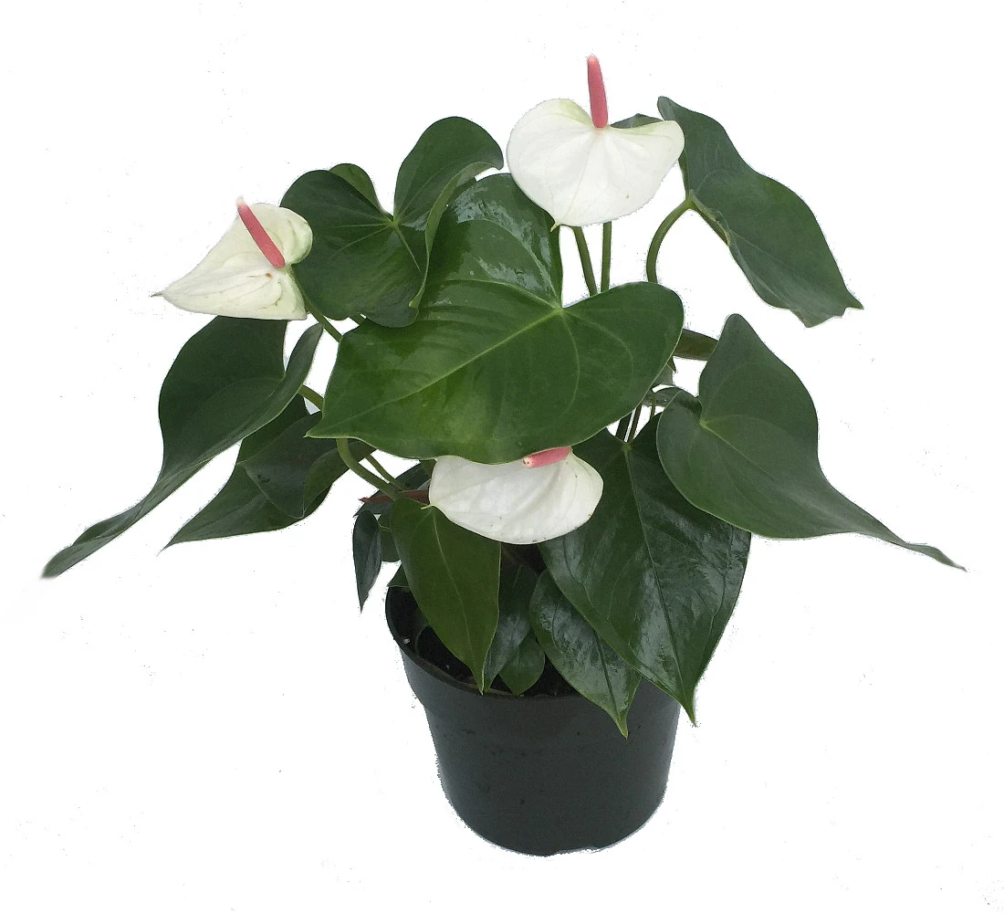 Beauty White Heart Anthurium Plant - Easy To Grow Blooming House Plant - 6" Pot