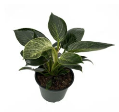 Rare White Veined Birkin Philodendron - From Our Collector's Series - 6" Pot
