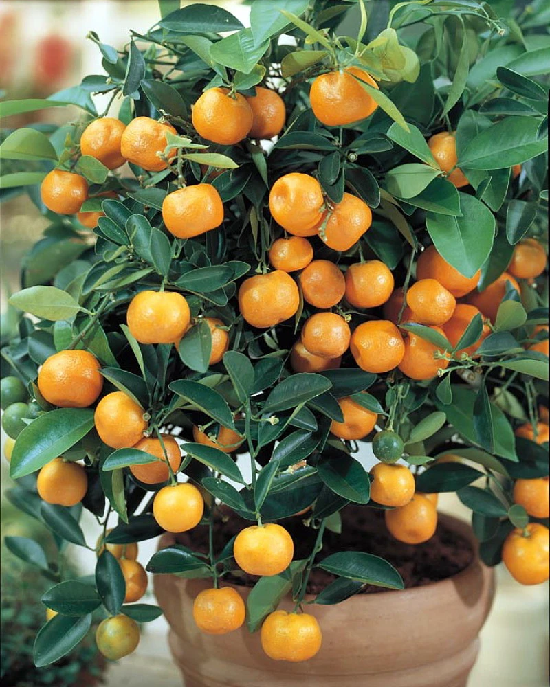Miniature Orange Tree - Calamondin -8" Pot-NO SHIPPING TO TX, FL, AZ, CA, LA, HI - Image 4