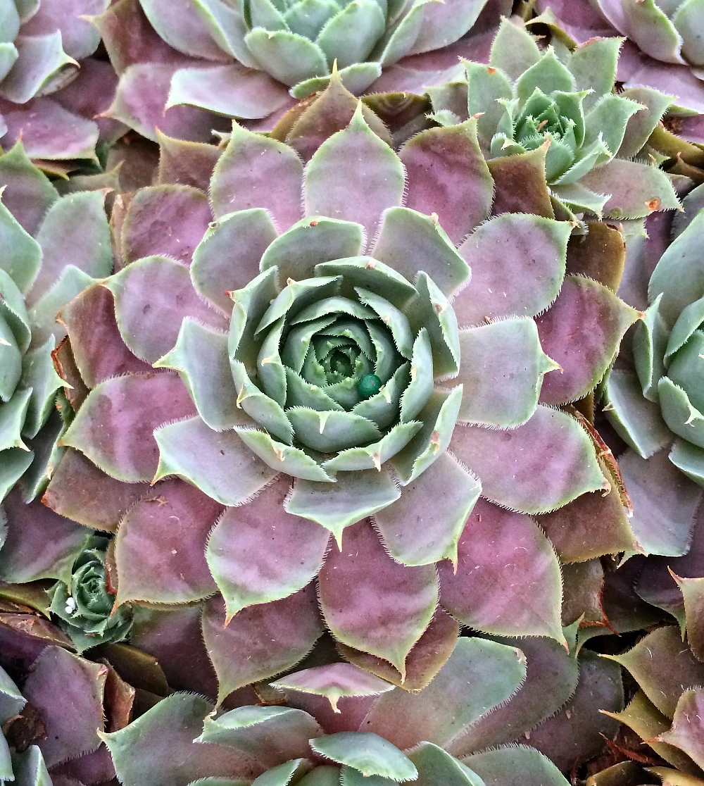 Desert Bloom Hens & Chicks - Sempervivum - Very Hardy - Quart Pot - Image 2