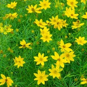 Zagreb Coreopsis Perennial Plant - AGM WINNER - Quart Pot