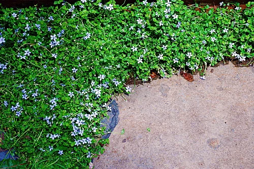 Blue Star Creeper - Isotoma - 3 Seasons Of Blooms - Gallon Pot - Image 3