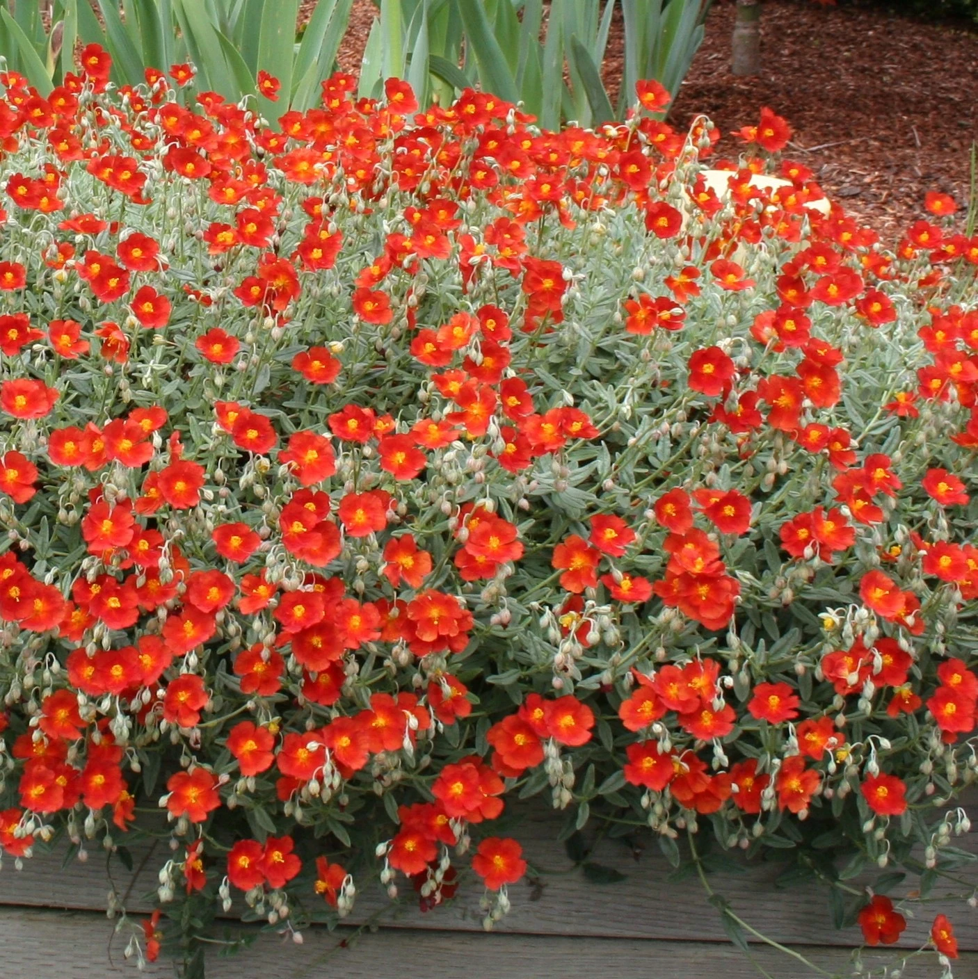 Henfield Brilliant Sun Rose - Helianthemum - Quart Pot - Image 2