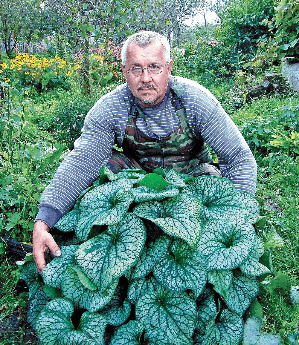Alexander's Great Brunnera - Great In The Shade - Blue Flowers - Gallon Pot - Image 2