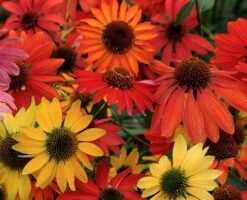 Cheyenne Spirit Coneflower Plant - 2013 AAS Winner - Echinacea - Quart Pot