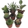 Instant Cactus/Succulent Collection - 8 Plants -Terrarium/Fairy Garden- 2" Pots