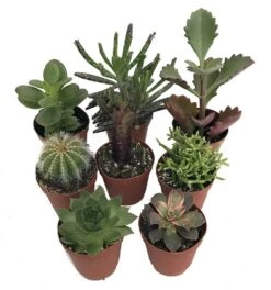 Instant Cactus/Succulent Collection - 8 Plants -Terrarium/Fairy Garden- 2" Pots