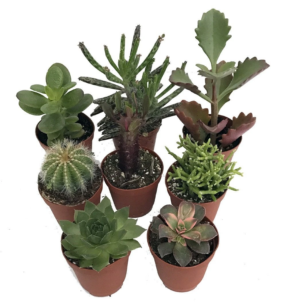Instant Cactus/Succulent Collection - 8 Plants -Terrarium/Fairy Garden- 2" Pots