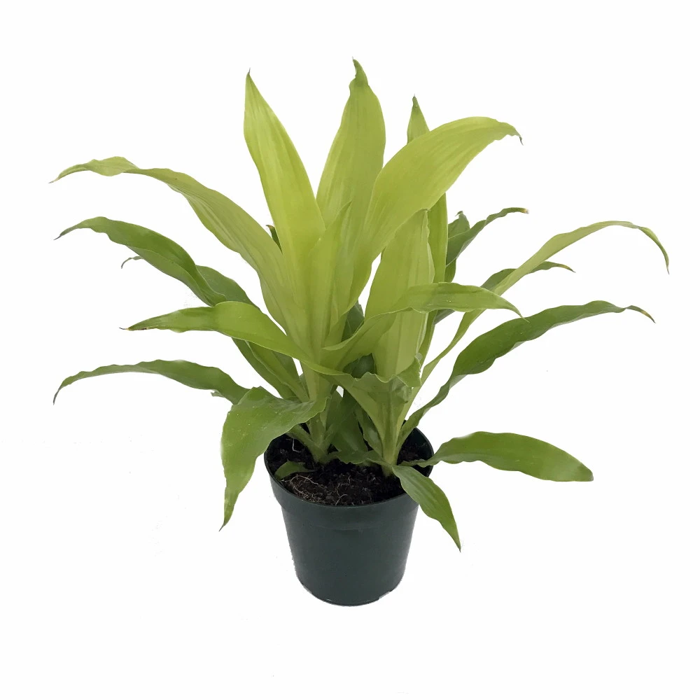 Limelight Madagascar Dragon Tree - Dracaena - 6" Pot - Easy To Grow House Plant