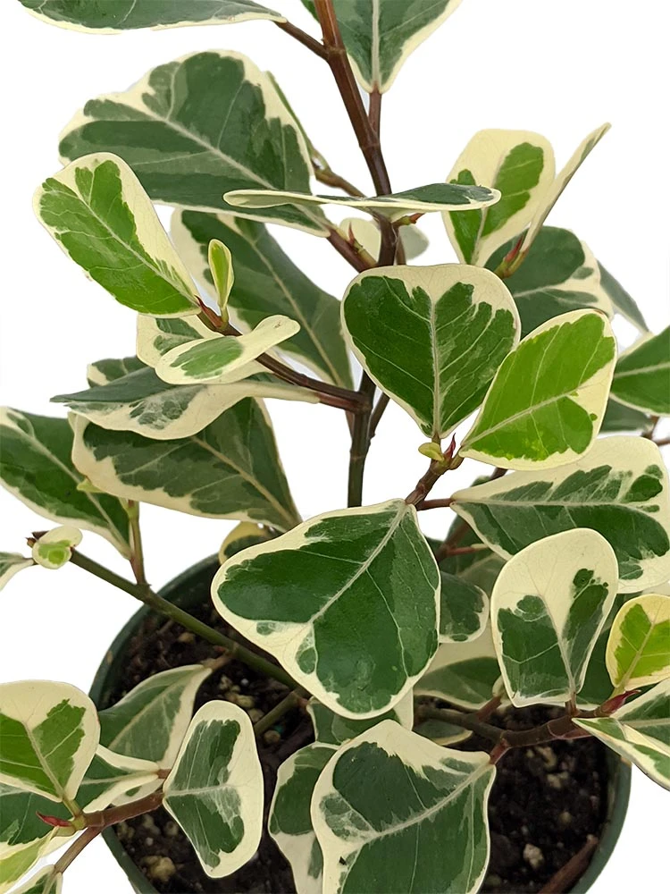 Rare Variegated Triangle Weeping Fig - Ficus Triangularis Variegata - 6" Pot