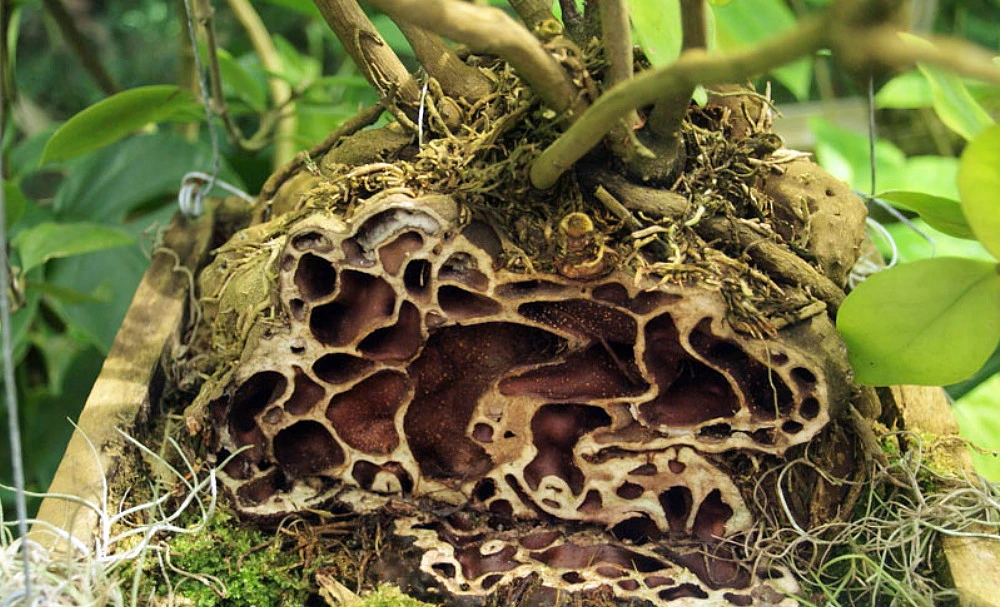 Selebicum Ant Farm Plant - Hydnophytum Moseleyanum - Easy House Plant - 5" Pot - Image 3