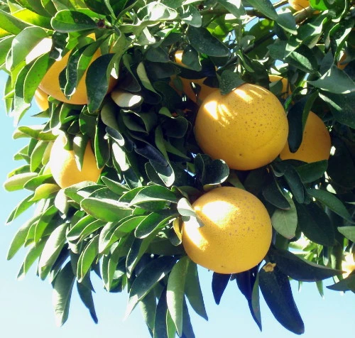 Red Flame Grapefruit Tree - Fruiting Size - 4x12" Pot -No Ship Tx,Fl,Az,Ca,La,Hi - Image 2