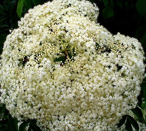 Bob Gordon Elderberry Perennial Shrub - Sambucus - 3.25" Pot - Image 3