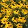 Black-Eyed Susan Goldsturm Rudbeckia - Live Plant - Gallon Pot