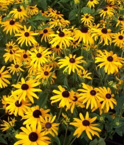Black-Eyed Susan Goldsturm Rudbeckia - Live Plant - Gallon Pot