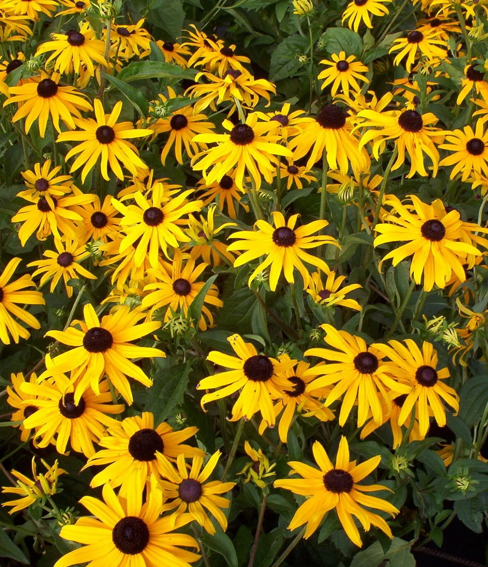 Black-Eyed Susan Goldsturm Rudbeckia - Live Plant - Gallon Pot