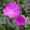 Max Frei Hardy Geranium - Bloody Cranesbill - Live Plant - Gallon Pot