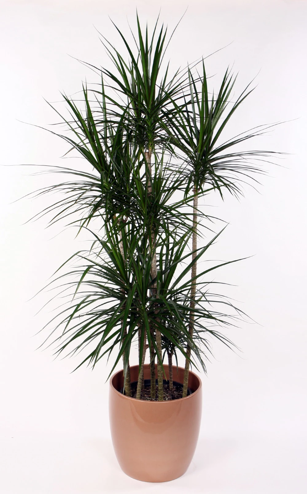 Madagascar Dragon Tree - Dracaena Marginata - 6" Pot - Easy To Grow House Plant - Image 3