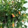 Premium Goldfish Plant - 6" Hanging Basket - Blooms Frequently!