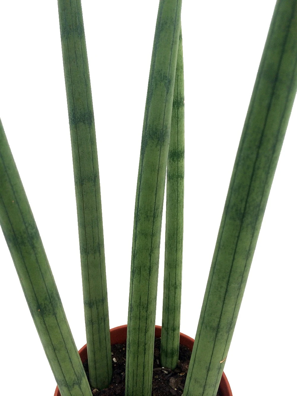 Bamboo Shoots Snake Plant - Sanseveria Cylindrica - Impossible To Kill! - 2" Pot - Image 2