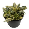 Golden Hahnii Birdsnest Snake Plant - Sanseveria- 6" Pot