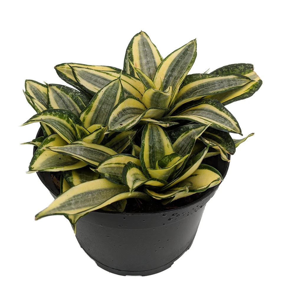 Golden Hahnii Birdsnest Snake Plant - Sanseveria- 6" Pot