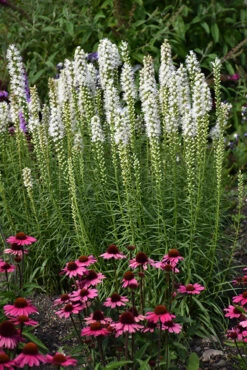 White Blazing Star Perennial - Liatris Spicata Alba - Quart Pot