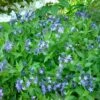 Blue Ice Amsonia Perennial - NEW! - Quart Pot