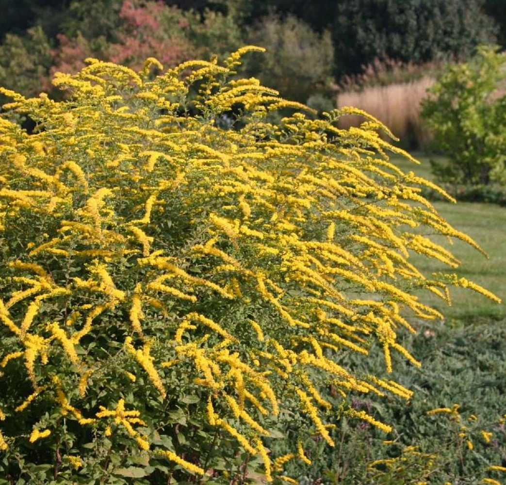 Fireworks Goldenrod Perennial - Solidago Rugosa - Quart Pot - Image 2