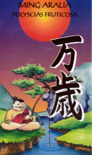 Snowflake Japanese Ming Aralia Tree - Polyscias - Indoor - 6" Pot - Thick Trunk - Image 2