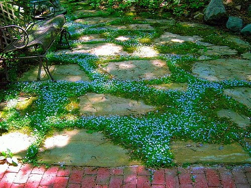 Blue Star Creeper - Isotoma Fluviatilis - 3 Seasons Of Blooms - Quart Pot - Image 3