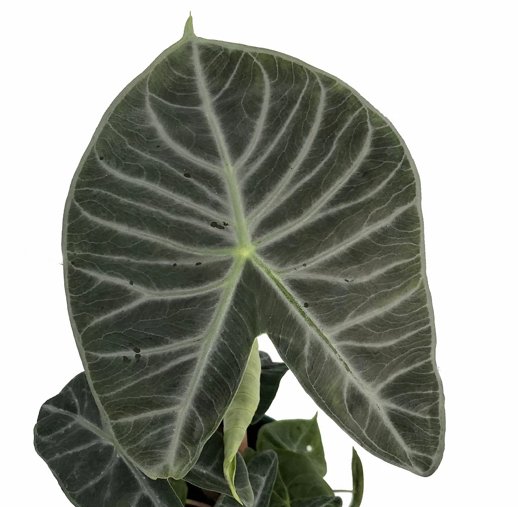 Ivory Coast African Mask Plant - Elephant Ear - Alocasia - Indoors/Out - 6" Pot - Image 2