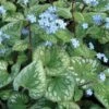 Emerald Mist Bugloss - Brunnera - Shade Perennial - Gallon Pot
