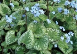 Emerald Mist Bugloss - Brunnera - Shade Perennial - Gallon Pot
