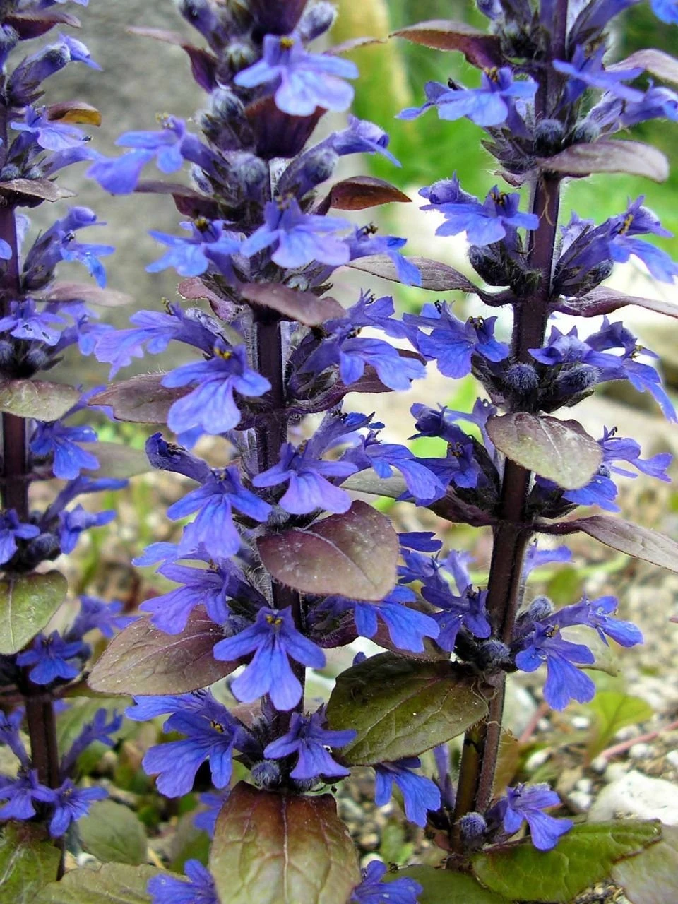 Bronze Beauty Ajuga 48 Plants - Carpet Bugle - Very Hardy -1 3/4" Pots - Image 3