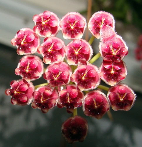 Bamboo Leaf Wax Plant - Hoya Kentiana - 4" Pot - Collector's Series - Image 2