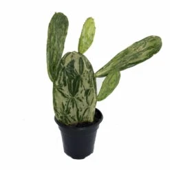 Warm Hand - Velvet Opuntia -Nopal Cactus-Opuntia Cochenillifera-Edible-4" Pot