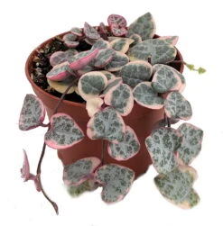 Pearl Moon Rosary Vine - Ceropegia Woodii Pretty Pk- String Of Hearts - 2.5" Pot